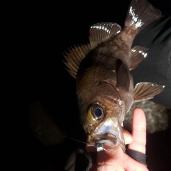 短時間メバリング