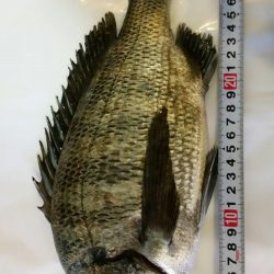 今年2戦目 半誘導沈め釣りに挑戦