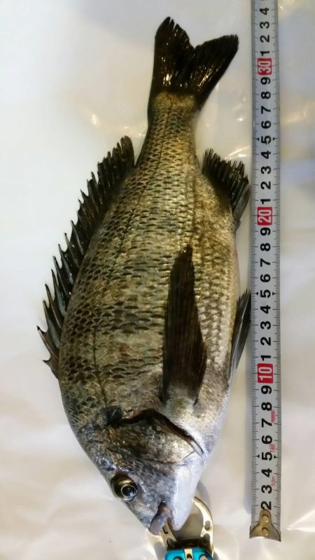 今年2戦目 半誘導沈め釣りに挑戦