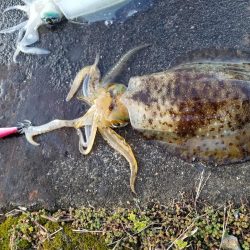 朝練エギング(^^)