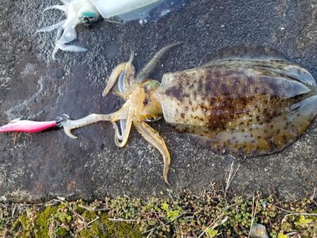 朝練エギング(^^)