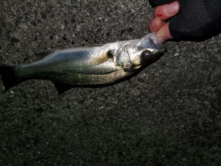 チーバスフィッシング