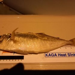 どうしてもアジが釣りたくて