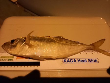 どうしてもアジが釣りたくて