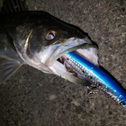 夜練釣行
