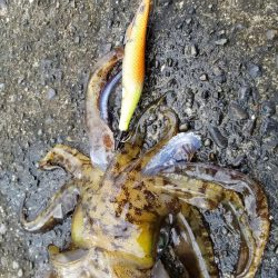 アオリキロアップ