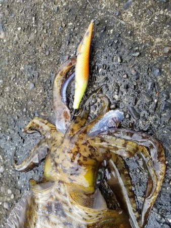 アオリキロアップ