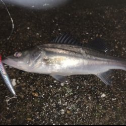 イナッコパターン