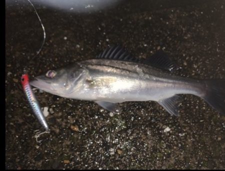 イナッコパターン