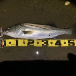 ヒラメ&シーバス