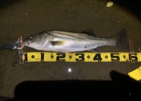 ヒラメ&シーバス