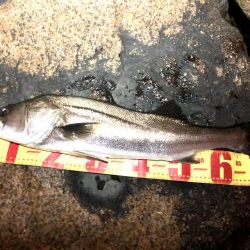 仕事帰りシーバス