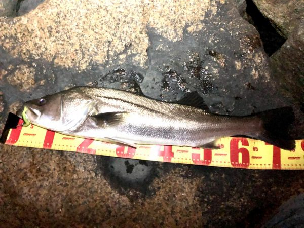 仕事帰りシーバス