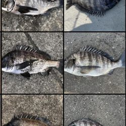 イチノ兄弟、釣果!