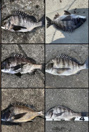 イチノ兄弟、釣果!