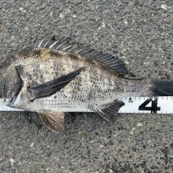 イチノ兄弟、釣果!