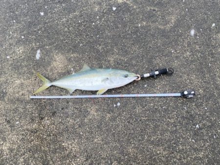 大雪の堤防でもヘッポコジャーク！