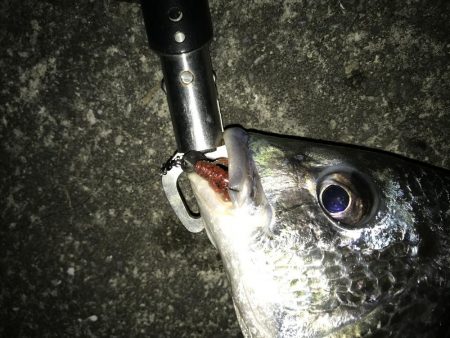 西宮キビレ数は居る