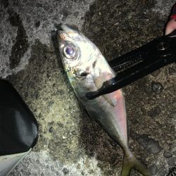 アジングのはずが…