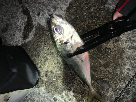 アジングのはずが…