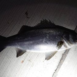 渋い中の貴重な1匹