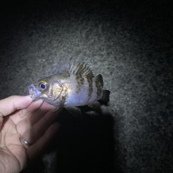 初めてのメバルのウキ釣り