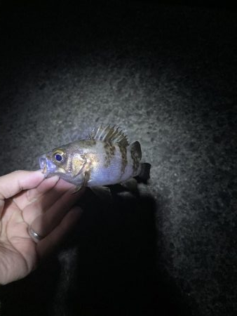 初めてのメバルのウキ釣り