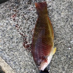 今年初釣り‼︎