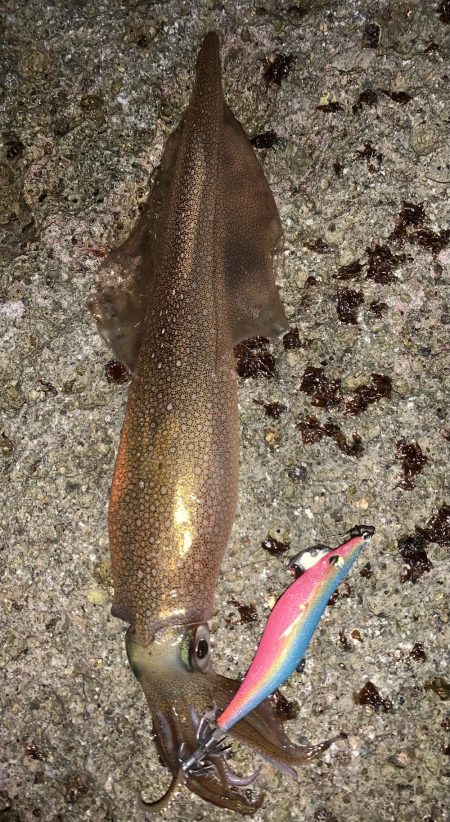 ヤリイカ エギング