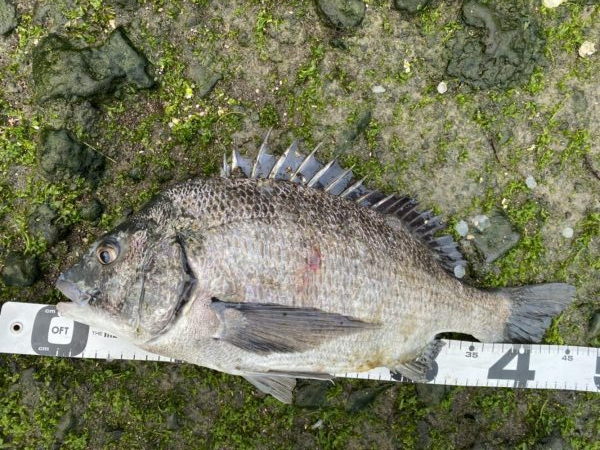 イチノ兄弟、釣果！