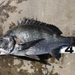 イチノ兄弟、釣果！