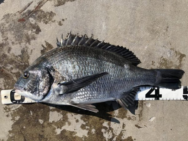 イチノ兄弟、釣果！