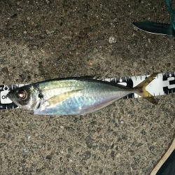 しょーみカゴ釣りしか勝たん。