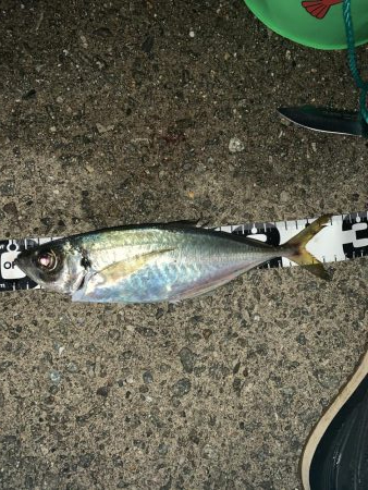 しょーみカゴ釣りしか勝たん。