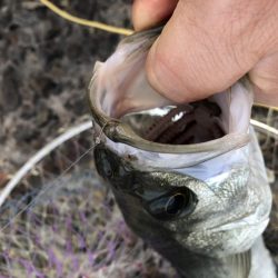 夕方がいいみたい