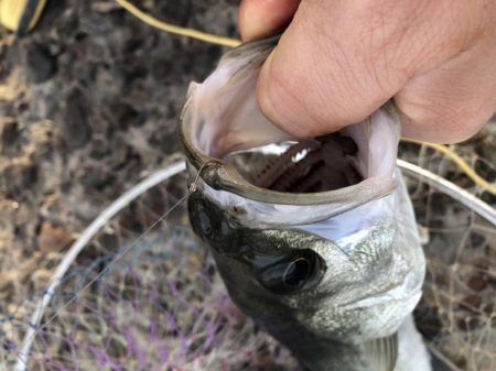 夕方がいいみたい