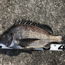 イチノ兄弟、釣果！