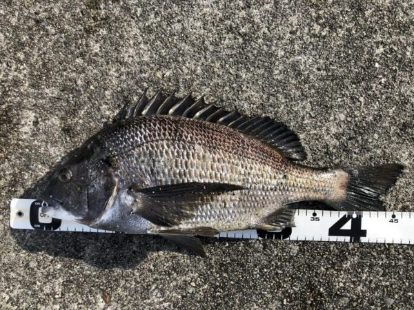 イチノ兄弟、釣果！