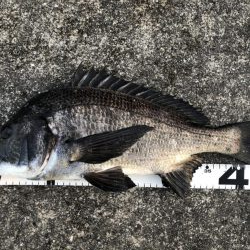 イチノ兄弟、釣果！