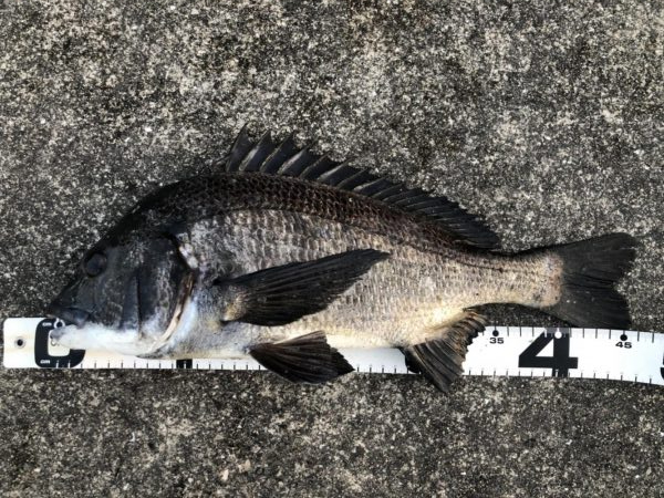 イチノ兄弟、釣果！