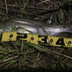 上げ潮でシーバス