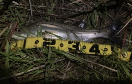 上げ潮でシーバス