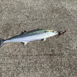 サゴシ入れ食い