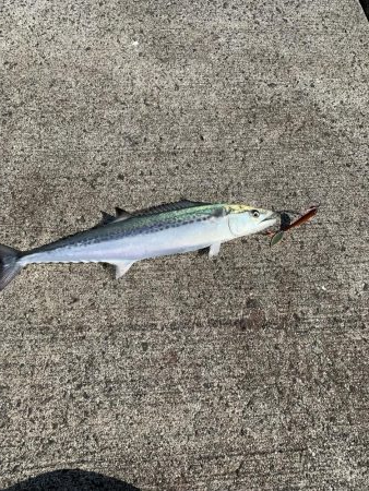 サゴシ入れ食い