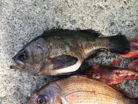 渋すぎて釣れない