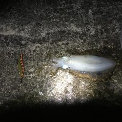 久しぶりのイカ確保