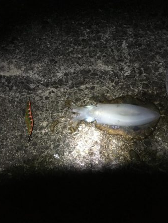 久しぶりのイカ確保
