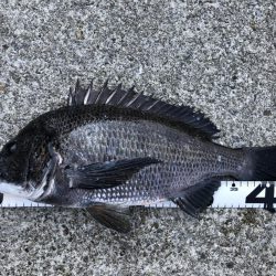 イチノ兄弟、釣果！