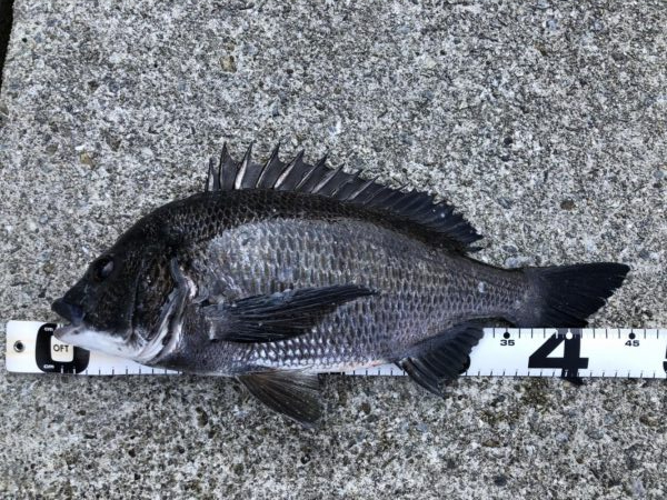 イチノ兄弟、釣果！