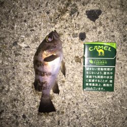 メバリング開幕